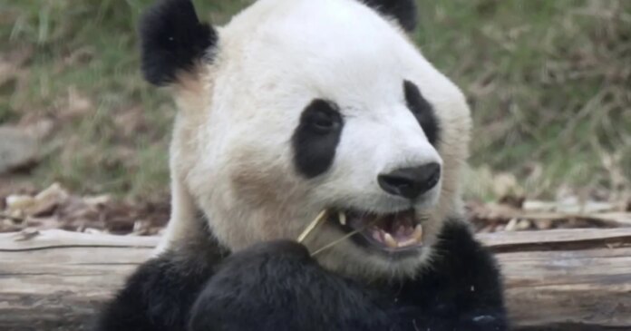 1778801060716_nn_jma_pandas_exclusive_260514_S3_1920x1080-qkgbwx.jpg