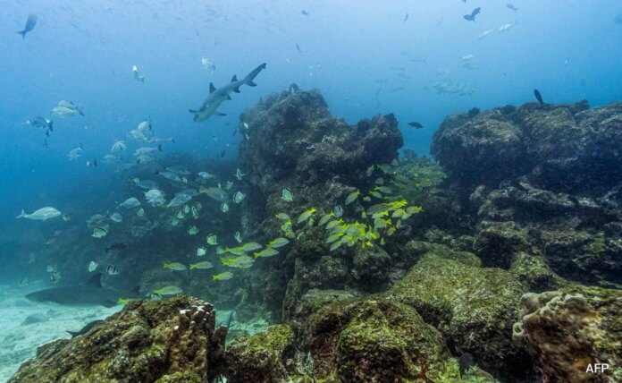2bc3elts_scuba-diving_625x300_15_May_26.jpeg