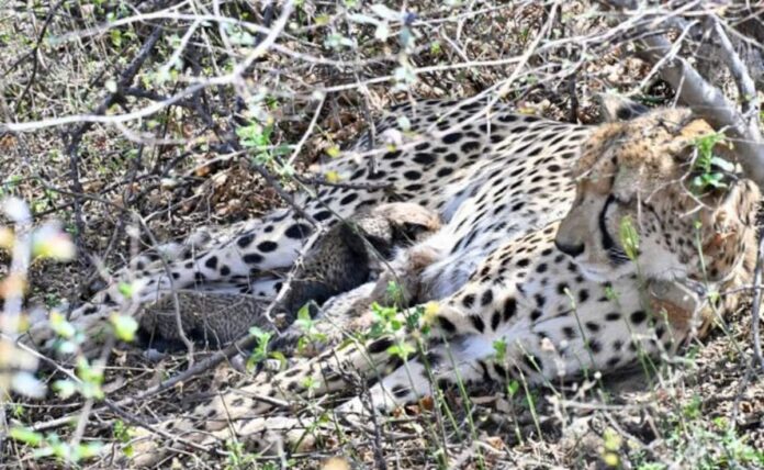 urt0rg58_kuno-national-park-cheetah-cubs_625x300_11_April_26.jpg