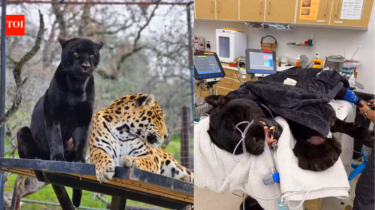 California black jaguar Samba dies after venomous rattlesnake bite in Dunlap despite emergency antivenom treatment﻿ | World News