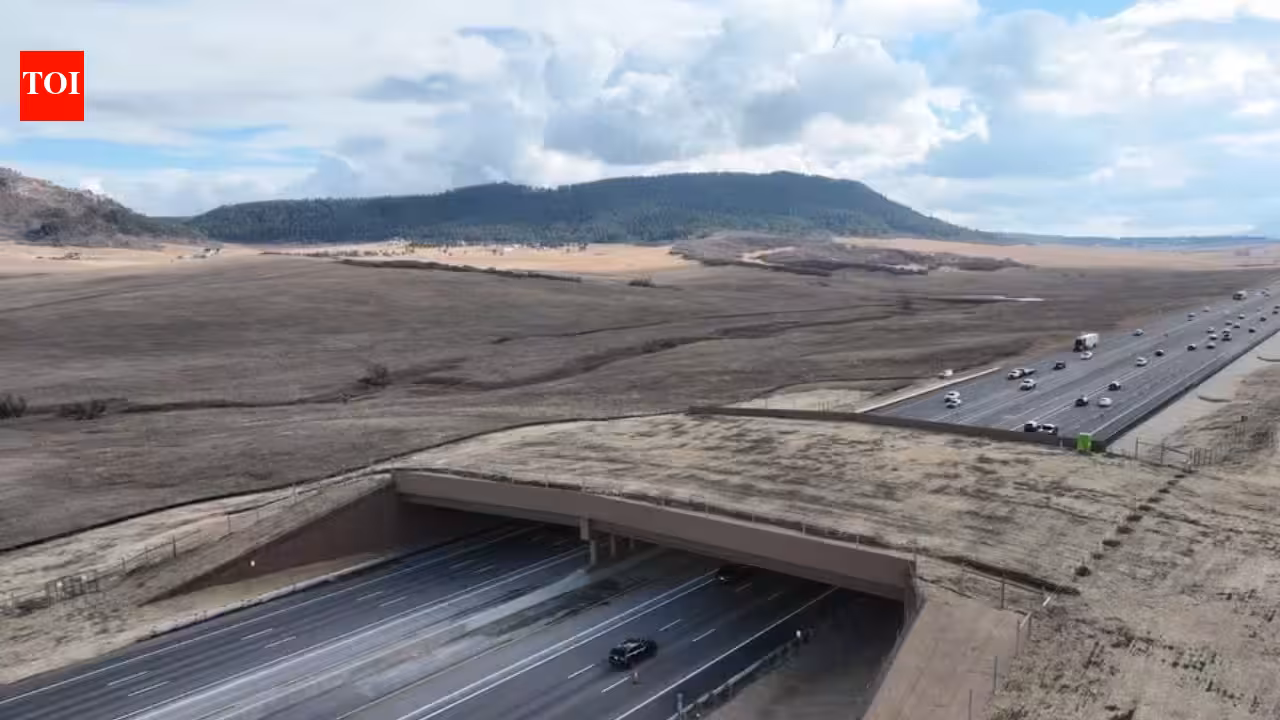 Colorado built a wildlife overpass across a busy highway; a new report says animal-vehicle collisions fell by 91% as elk, bears and frogs began using the crossing