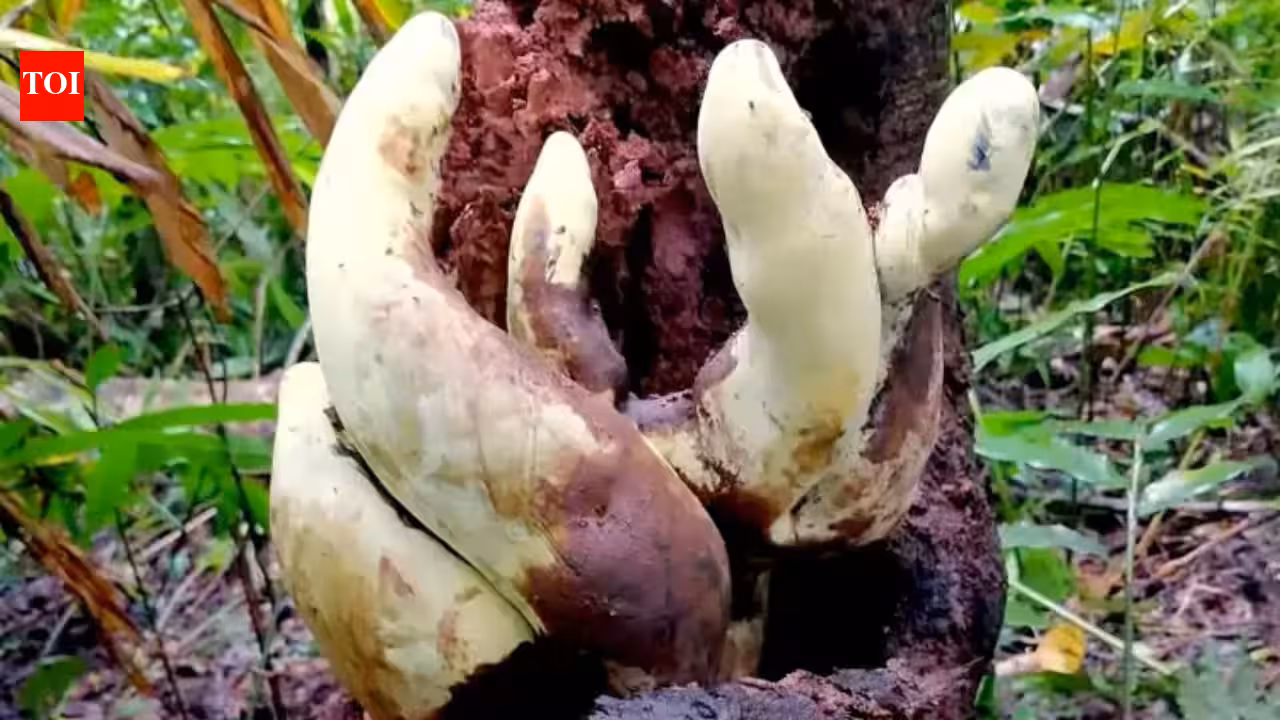 Scientists have discovered a giant new fungus in China that grows up to 20 inches tall and weighs nearly five pounds, making it the largest known of its kind and a surprising new find in a well-studied group Scientists have discovered a giant new fungus in China that grows up to 20 inches tall and weighs nearly five pounds, making it the largest known of its kind and a surprising new find in a well-studied group