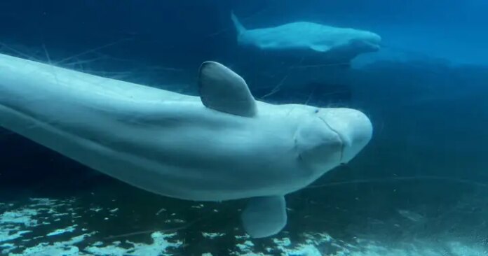 Beluga rescued from closed Ontario park dies in California