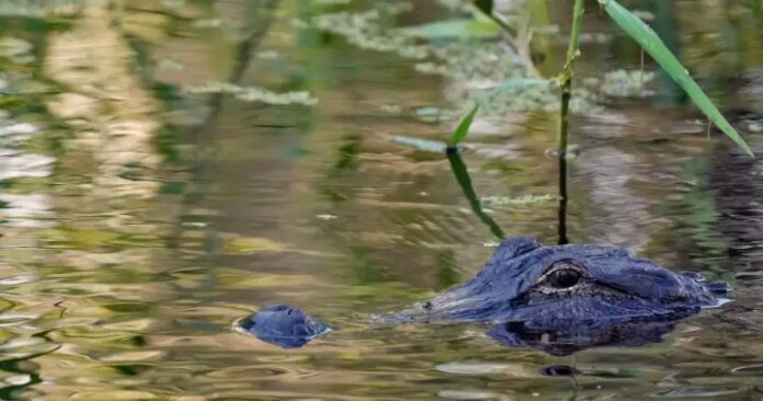 71-year-old man killed by 12-foot alligator near Florida lake – National 71-year-old man killed by 12-foot alligator near Florida lake – National