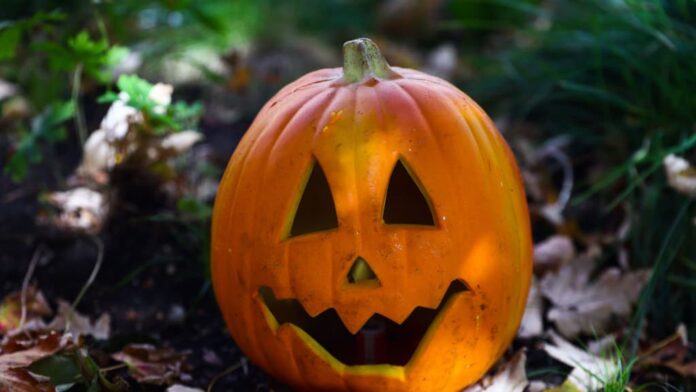 Why You Shouldn’t Toss Your Old Halloween Pumpkins In The Trash Why You Shouldn’t Toss Your Old Halloween Pumpkins In The Trash